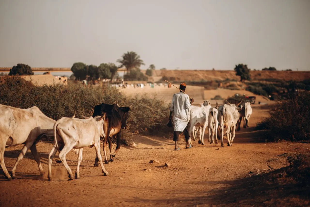 Un pastor conduce su ganado por un camino del Sahel, en Níger, una de las regiones más afectadas por la degradación de la tierra Un pastor conduce su ganado por un camino del Sahel, en Níger, una de las regiones más afectadas por la degradación de la tierra