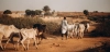 Un pastor conduce su ganado por un camino del Sahel, en Níger, una de las regiones más afectadas por la degradación de la tierra