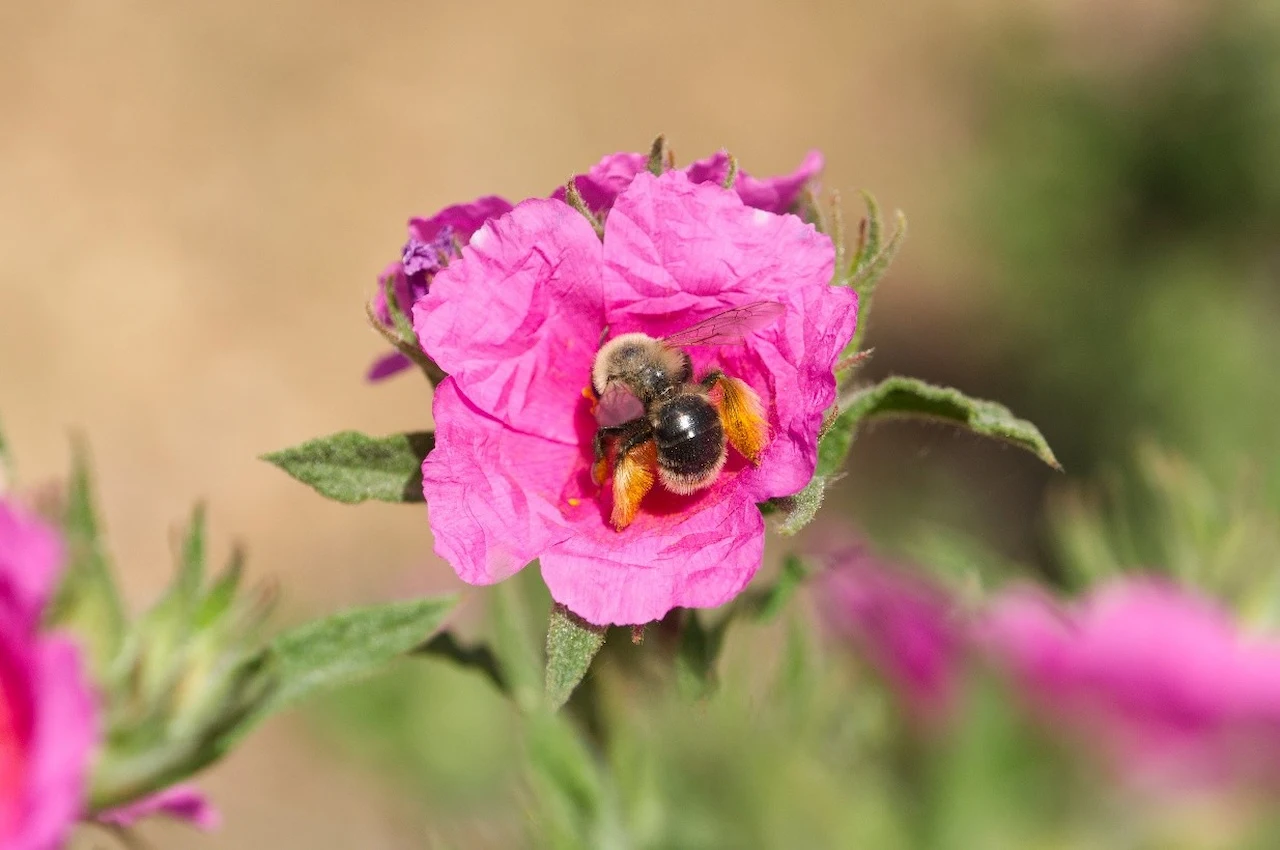 Hembra de ‘Dasypoda pyrotrichia’ en una flor de jaguarzo ('Cistus crispus') / Foto: Francisco P. Molina - CSIC Hembra de ‘Dasypoda pyrotrichia’ en una flor de jaguarzo ('Cistus crispus') / Foto: Francisco P. Molina - CSIC