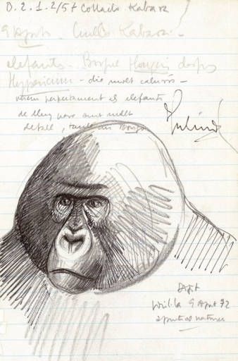   Dibujo de un gorila de costa en un bloc de notes del investigador / Foto: Fons Jordi Sabater Pi - CRAI Belles Arts - Universitat de Barcelona