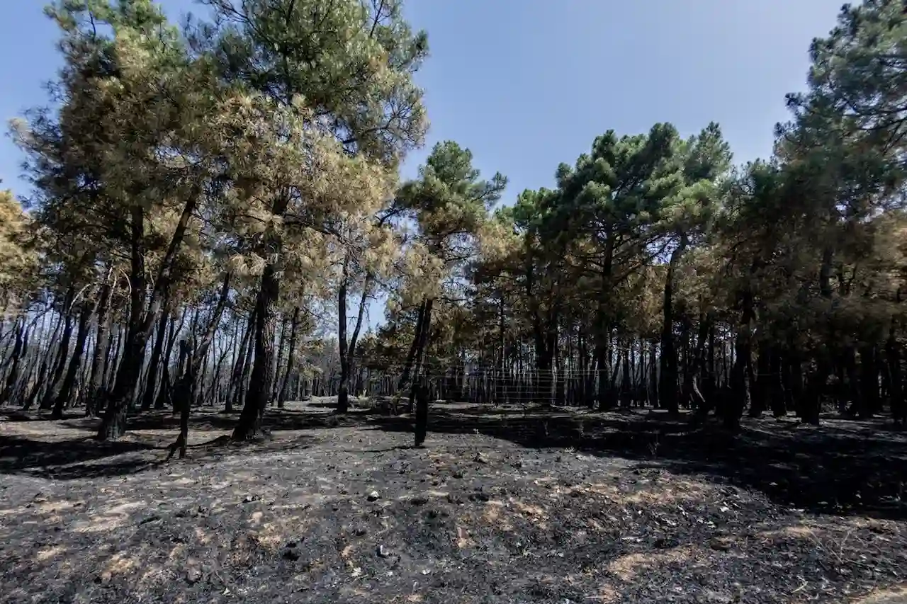 Detenido el presunto autor del fuego de Lozoyuela / Foto: EP Detenido el presunto autor del fuego de Lozoyuela / Foto: EP