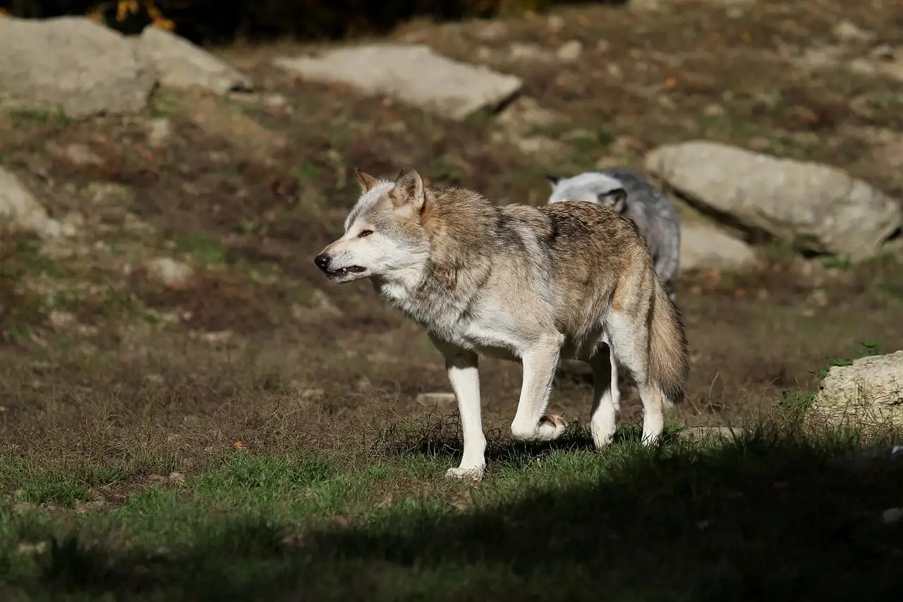 Recurren las medidas para matar 67 lobos en Asturias / Foto: PB
