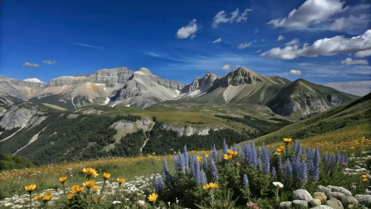 Praderas y flores de alta montaña en los Pirineos, uno de los 16 macizos europeos analizados en el estudio / Foto: FP Praderas y flores de alta montaña en los Pirineos, uno de los 16 macizos europeos analizados en el estudio / Foto: FP