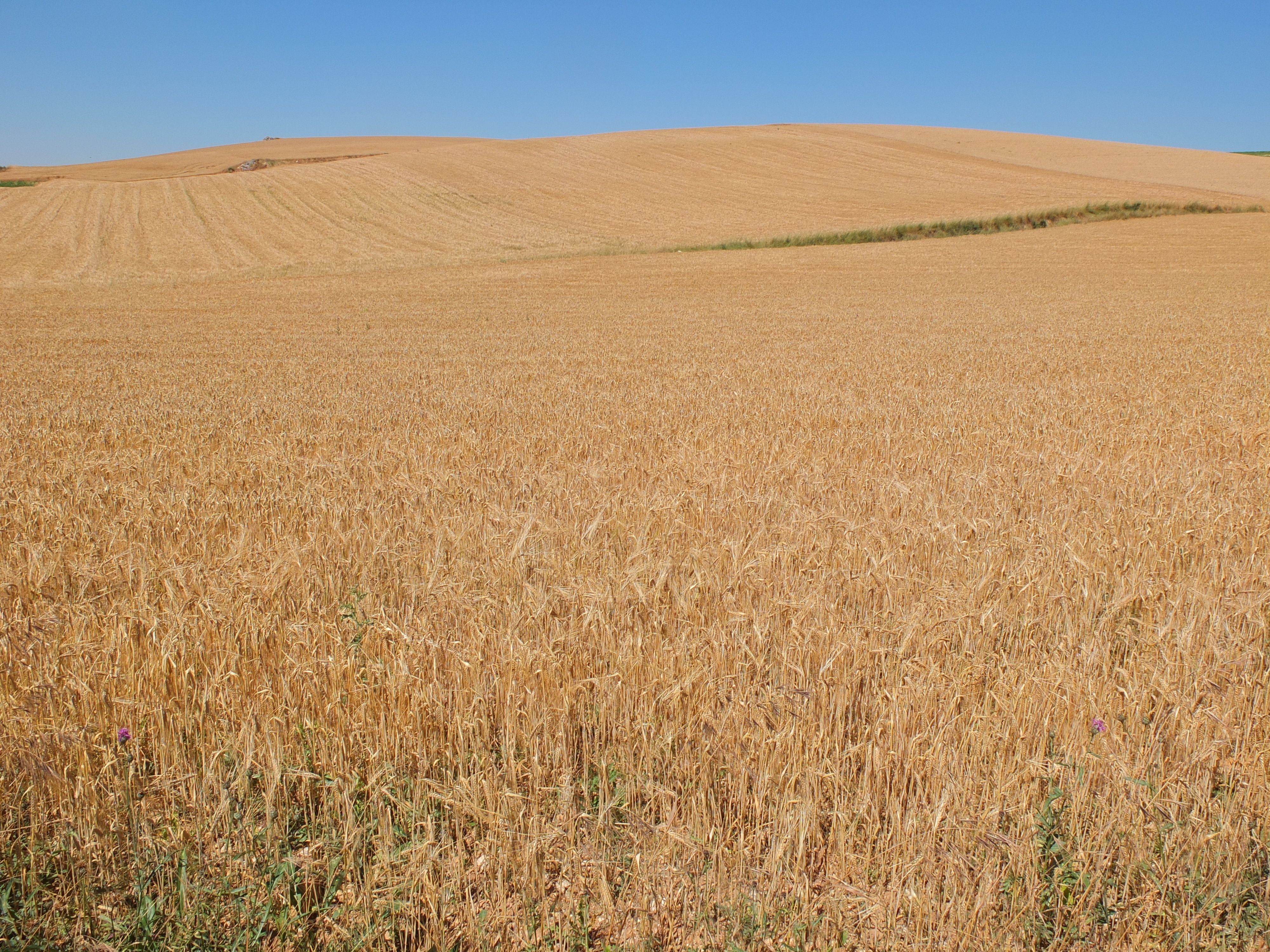 Grandes extensiones de trigo en la sierra de Atapuerca (Burgos) / Foto: JMP