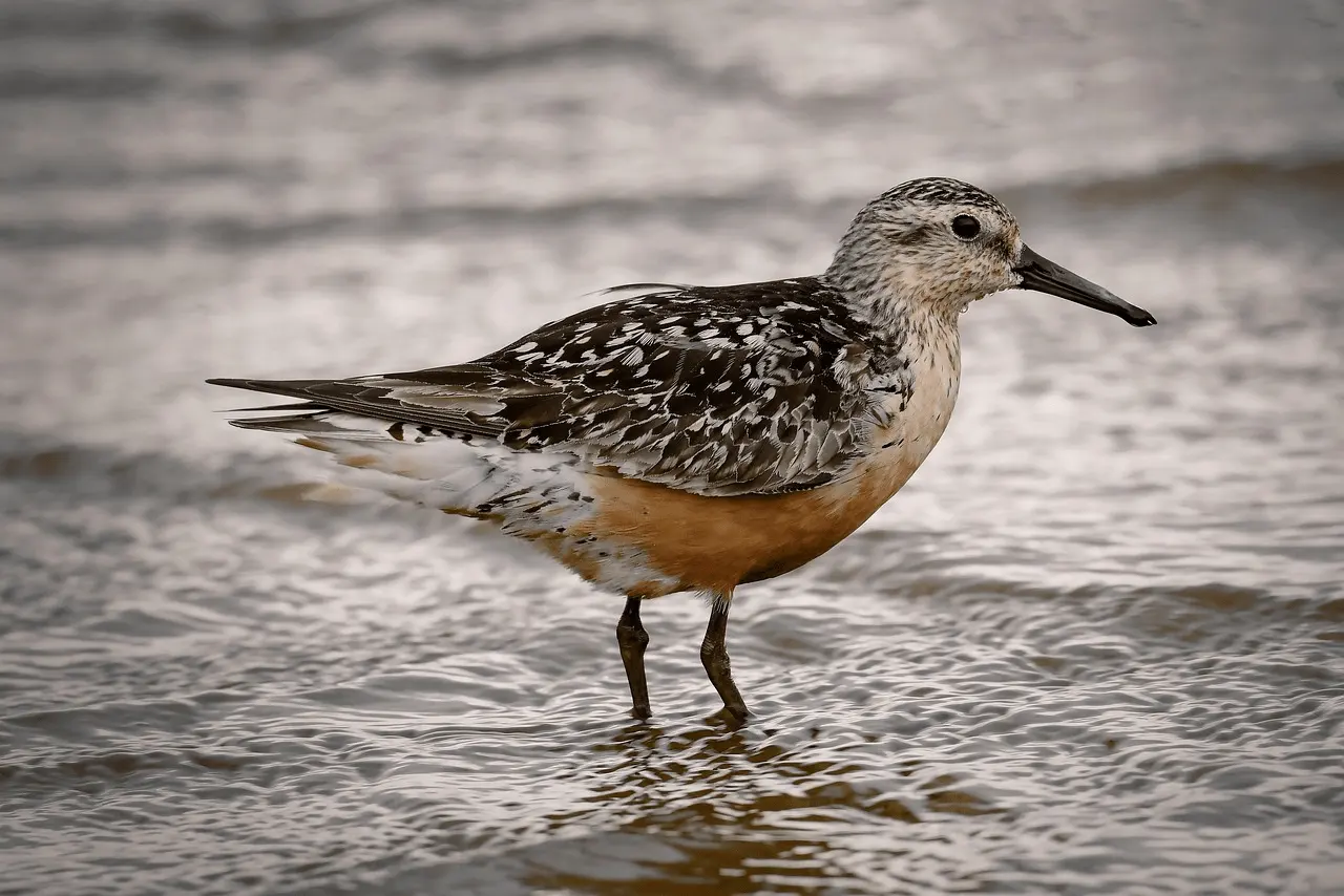El correlimos gordo ('Calidris canutus'), una de las limícolas migratorias en declive / Foto: PB El correlimos gordo ('Calidris canutus'), una de las limícolas migratorias en declive / Foto: PB