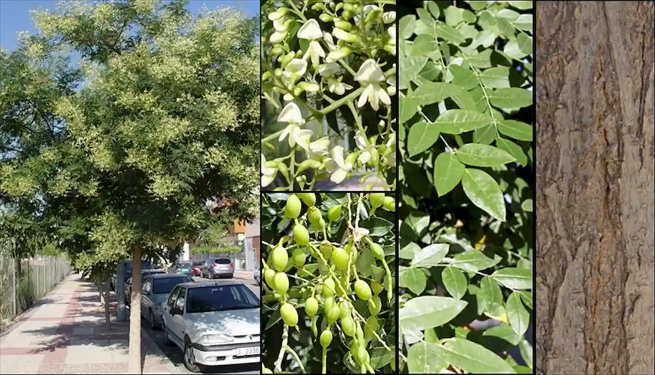 'Sophora japonica' un árbol ornamental exótico ampliamente utilizado en el verde urbano / Foto: Árboles ornamentales - EP