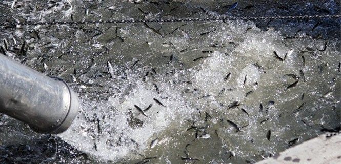 Ejemplares de salmón liberados en la bahía de San Pablo, cerca de San Francisco / Foto: U.S. Fish & Wildlife Service