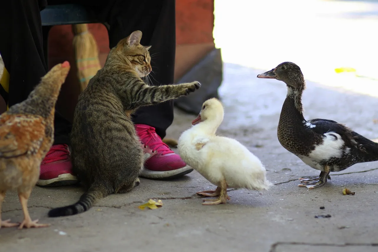 La mayoría de la ciudadanía española percibe a los animales como seres cercanos / Foto: PB La mayoría de la ciudadanía española percibe a los animales como seres cercanos / Foto: PB