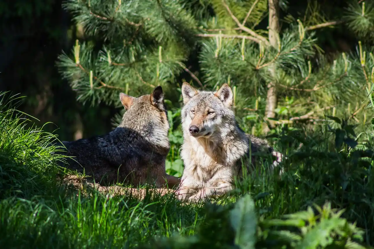 El papel ecológico de los lobos como dispersores de semillas / Foto: PB