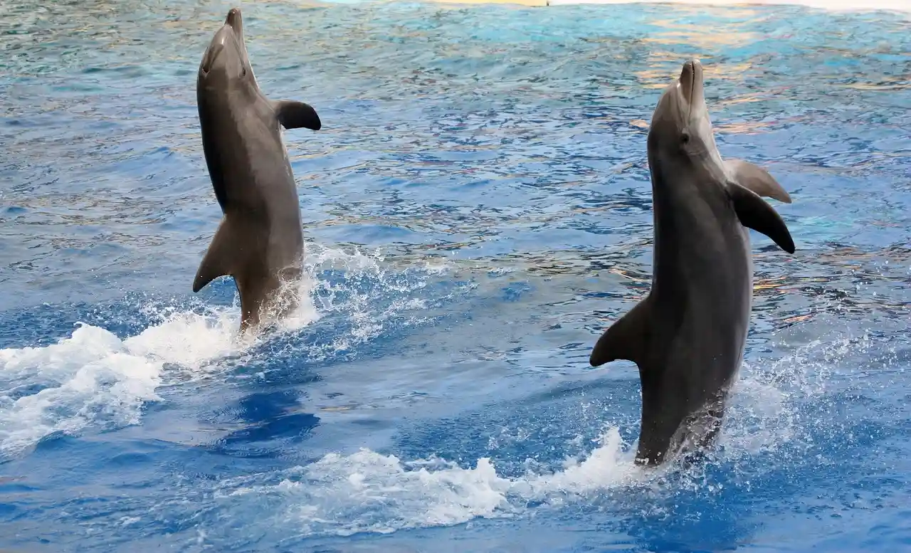 Exigen el fin de los espectáculos con delfines y leones marinos en Marineland Mallorca / Foto: PB