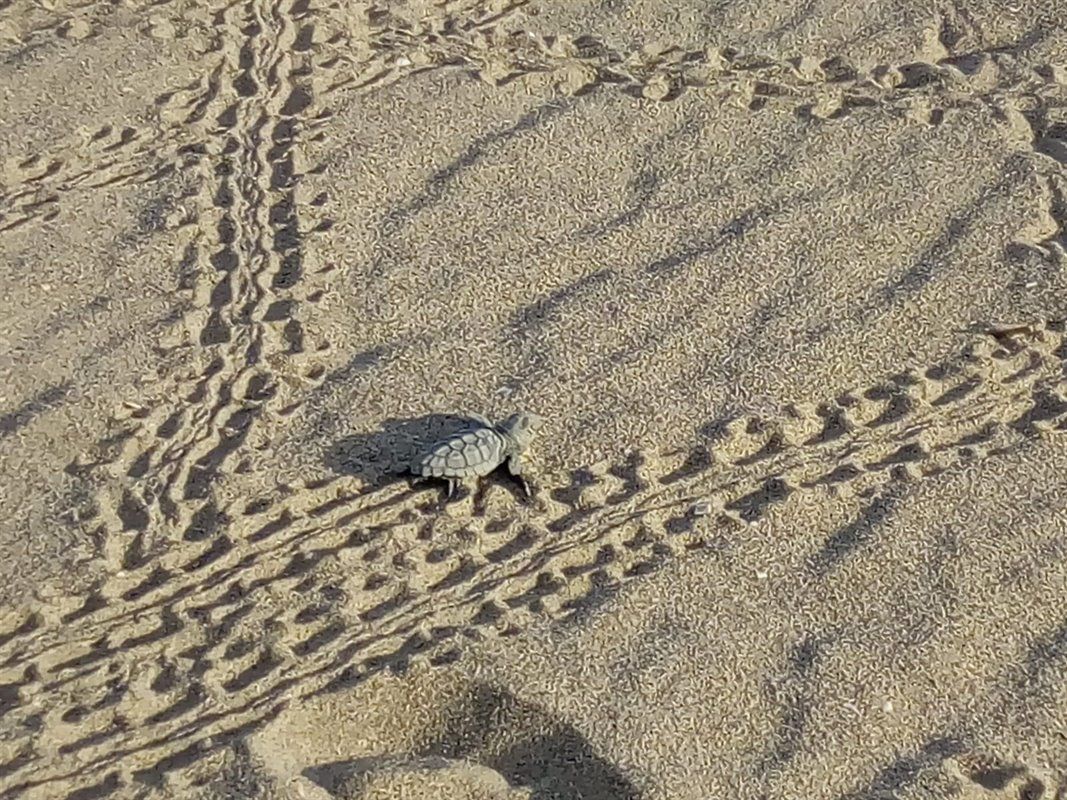 Una de las crías tratando de alcanzar el mar / Foto: Generalitat de Catalunya