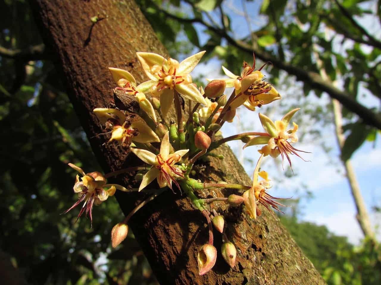 Floración del cacao / Foto: PB