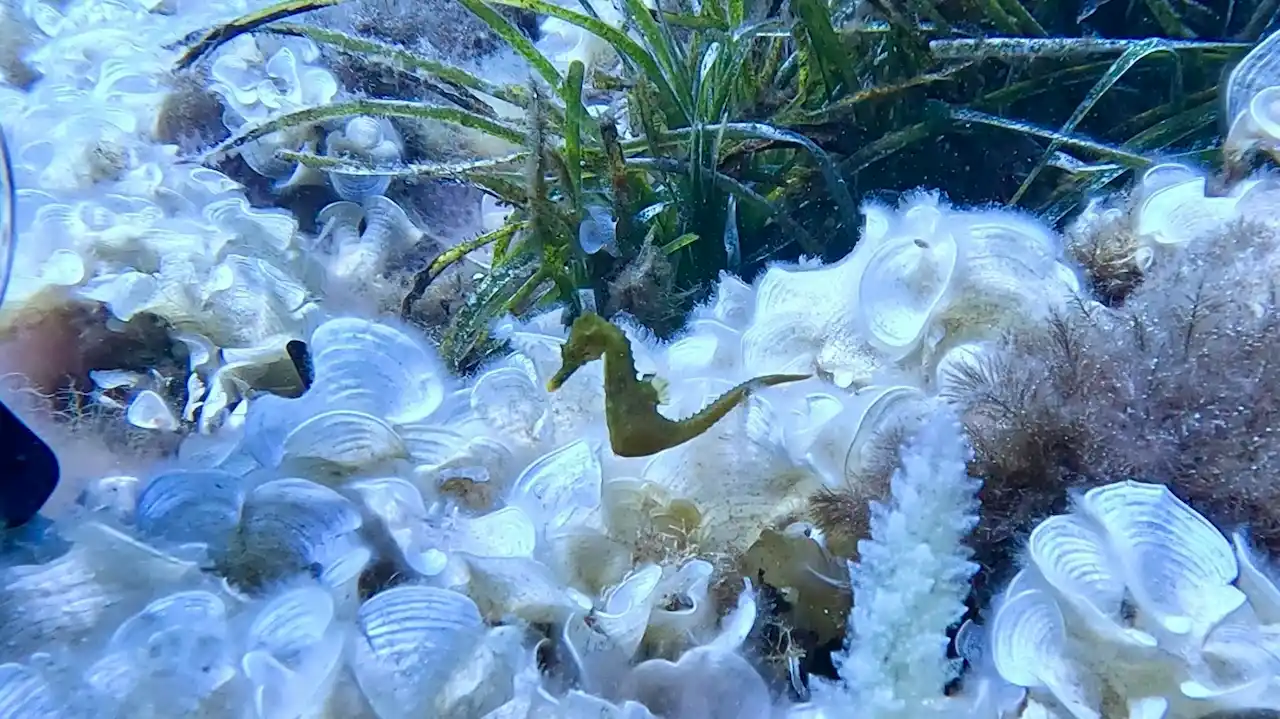 Un ejemplar de caballito de mar, liberado en la isla de Sa Dragonera / Foto: Fundación Palma Aquarium - EP Un ejemplar de caballito de mar, liberado en la isla de Sa Dragonera / Foto: Fundación Palma Aquarium - EP