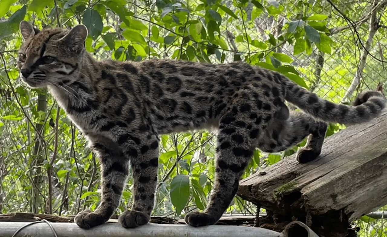 Ejemplar vivo de ‘Leopardus tilcayo’ en el santuario Senda Verde, en los Yungas de Bolivia / Imagen: Paola Nogales Ascarrunz - Current Biology Ejemplar vivo de ‘Leopardus tilcayo’ en el santuario Senda Verde, en los Yungas de Bolivia / Imagen: Paola Nogales Ascarrunz - Current Biology