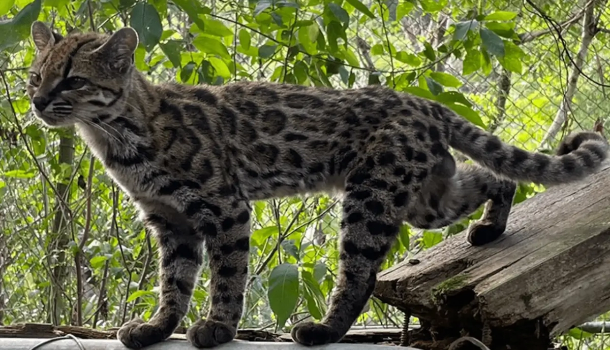 Gato Tilcayo Nueva Especie De Felino Hallada En Bolivia gato-tilcayo-nueva-especie-de-felino-hallada-en-bolivia