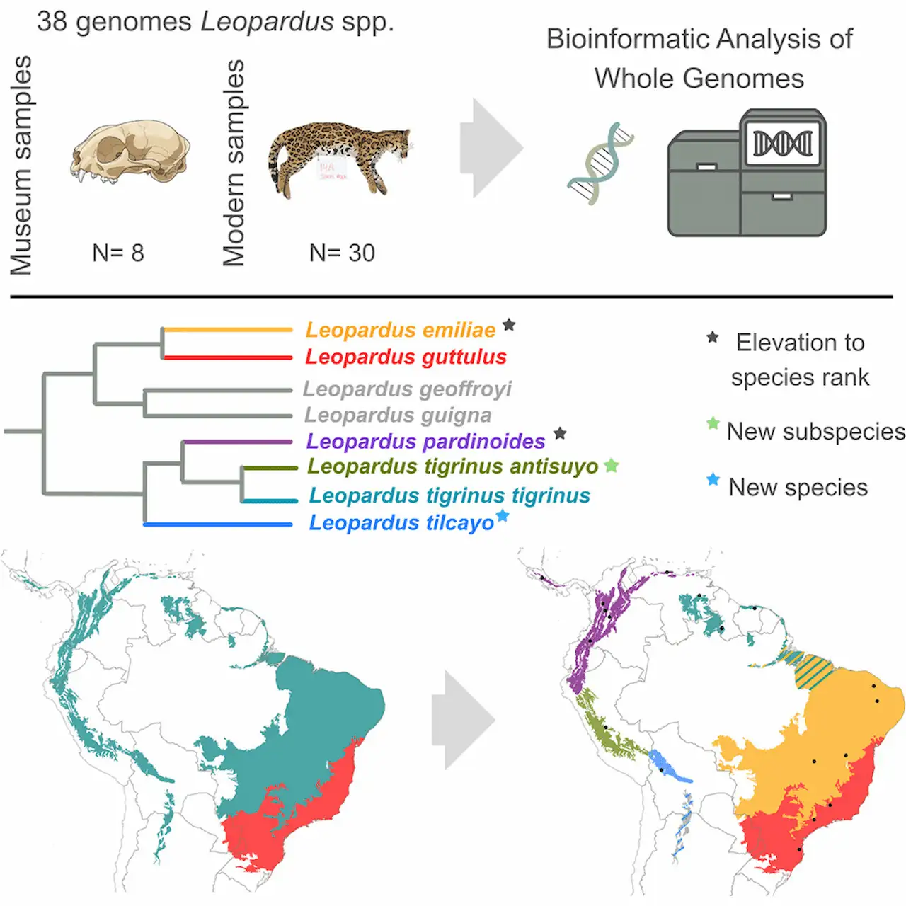 El estudio ha analizado 38 genomas de felinos, 8 de ellos de museo, y ha redibujado el mapa de los gatos tigre lo que se consideraba una sola especie son cinco, entre ellas el nuevo ‘Leopardus tilcayo’ / Imagen: Lescroart et al. - 'Current Biology'