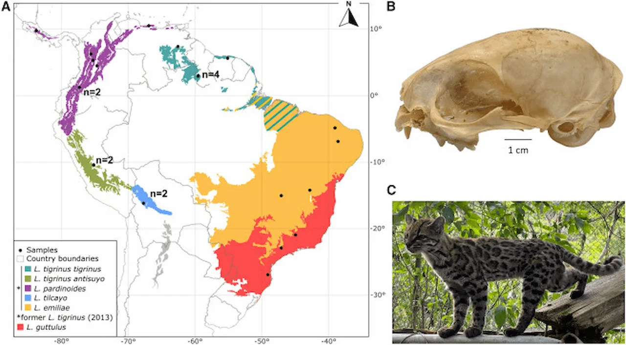 Mapa de las cinco especies de gato tigre identificadas por el estudio (en azul, el nuevo ‘Leopardus tilcayo’), cráneo y ejemplar vivo de la especie / Imagen: Lescroart et al. - 'Current Biology'