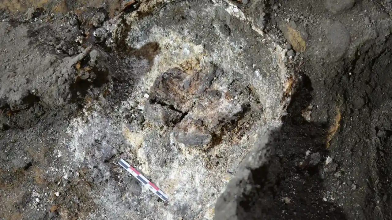 Cerebro saponificado hallado en el convento de Santa Clara / Foto: Diputación de Pontevedra
