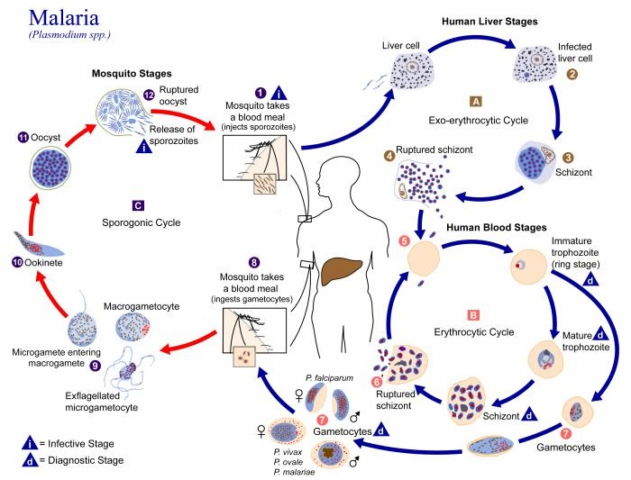 Plasmodium lifecycle PHIL 3405 lores
