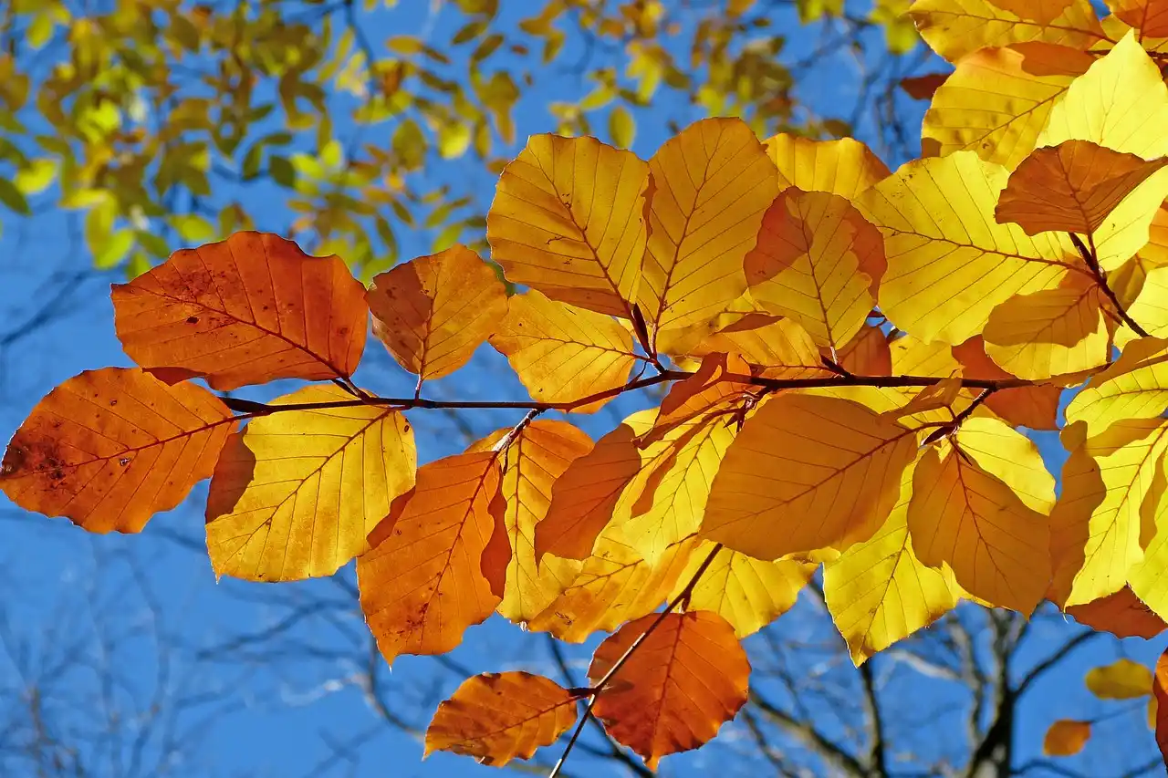 El otoño astronómico de 2026 comenzará el miércoles 23 de septiembre / Foto: PB El otoño astronómico de 2026 comenzará el miércoles 23 de septiembre / Foto: PB