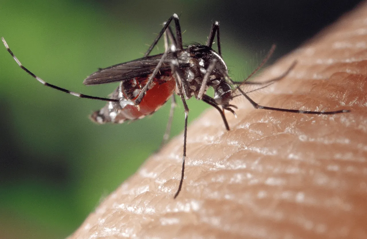 Una hembra de mosquito tigre ('Aedes albopictus') se alimenta de sangre humana. La OMM advierte de que El Niño puede extender las enfermedades transmitidas por mosquitos / Foto: PB Una hembra de mosquito tigre ('Aedes albopictus') se alimenta de sangre humana. La OMM advierte de que El Niño puede extender las enfermedades transmitidas por mosquitos / Foto: PB