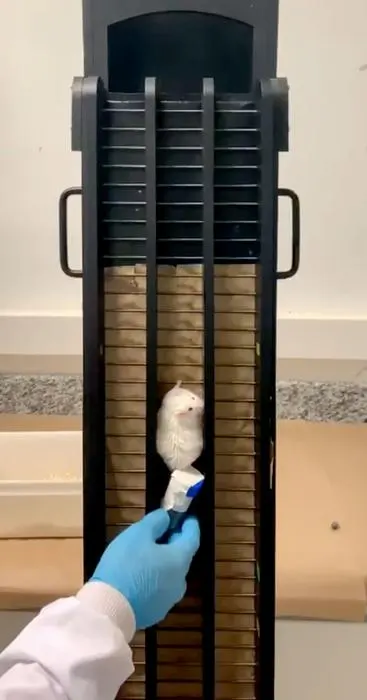 Los ratones tuvieron que subir una escalera de 70 centímetros mientras cargaban un peso sujeto a sus colas para simular un entrenamiento de fuerza