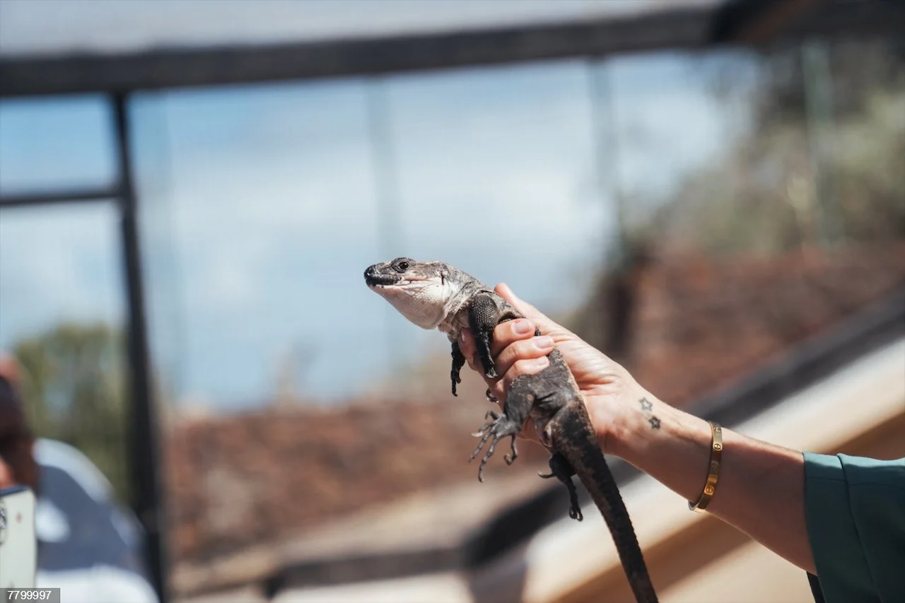 Lagarto Gigante de La Gomera: nuevas medidas de seguimiento y control de depredadores / Foto: EP Lagarto Gigante de La Gomera: nuevas medidas de seguimiento y control de depredadores / Foto: EP