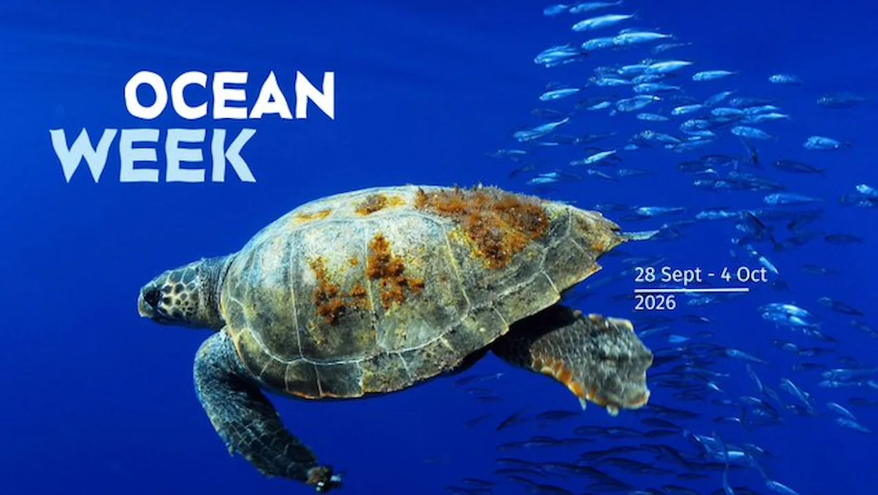 Semana Europea de los Océanos, #EUOceanWeek / Imagen: Oceana Europe Semana Europea de los Océanos, #EUOceanWeek / Imagen: Oceana Europe