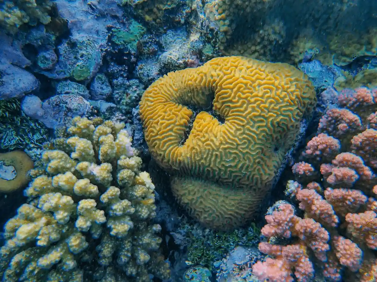 Arrecife de coral en la isla de Farasan (Arabia Saudita) / Foto: PX Arrecife de coral en la isla de Farasan (Arabia Saudita) / Foto: PX