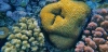 Arrecife de coral en la isla de Farasan (Arabia Saudita) / Foto: PX