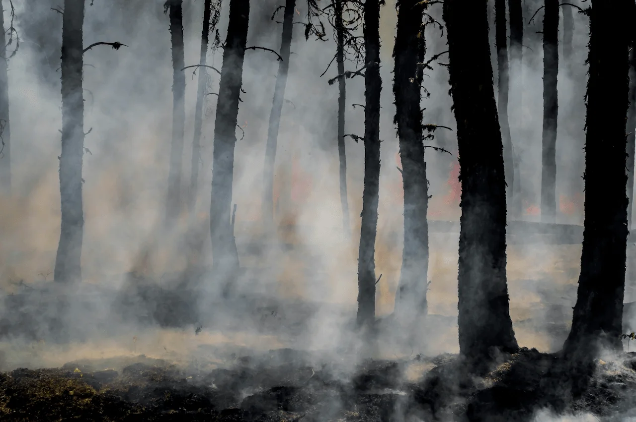 Humo y brasas en un bosque durante el incendio de Harding, en Saskatchewan (Canadá), en 2018 / Foto: UP