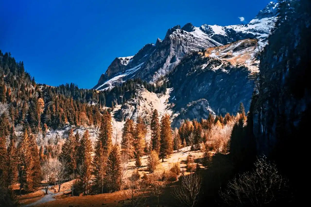 Bosque de montaña en los Alpes suizos, en Bex (Vaud) / Foto: PX