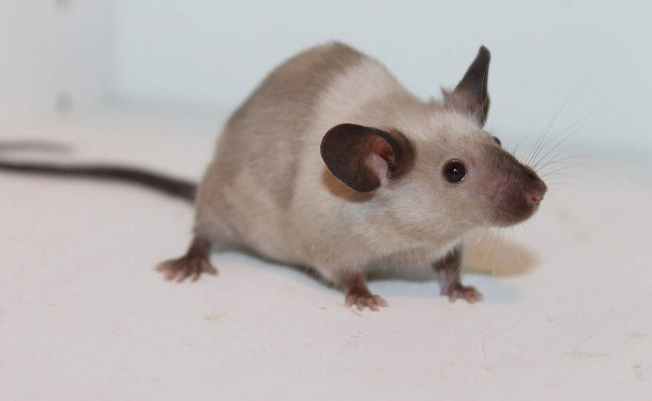 La EMA avala alternativas a la experimentación con animales / Foto: PB