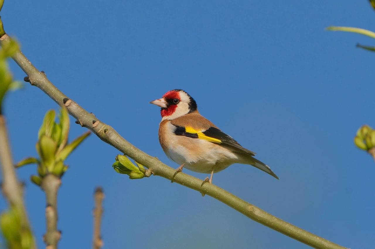 SEO/BirdLife celebra el Día de las Aves. Jilguero europeo / Foto: PB