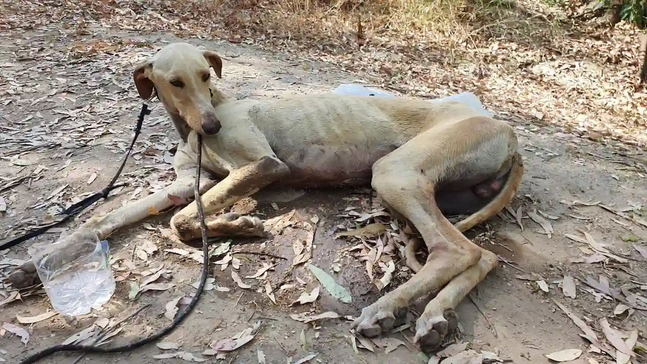 Los perros de caza están fuera de la ley de bienestar animal/ Foto: PACMA