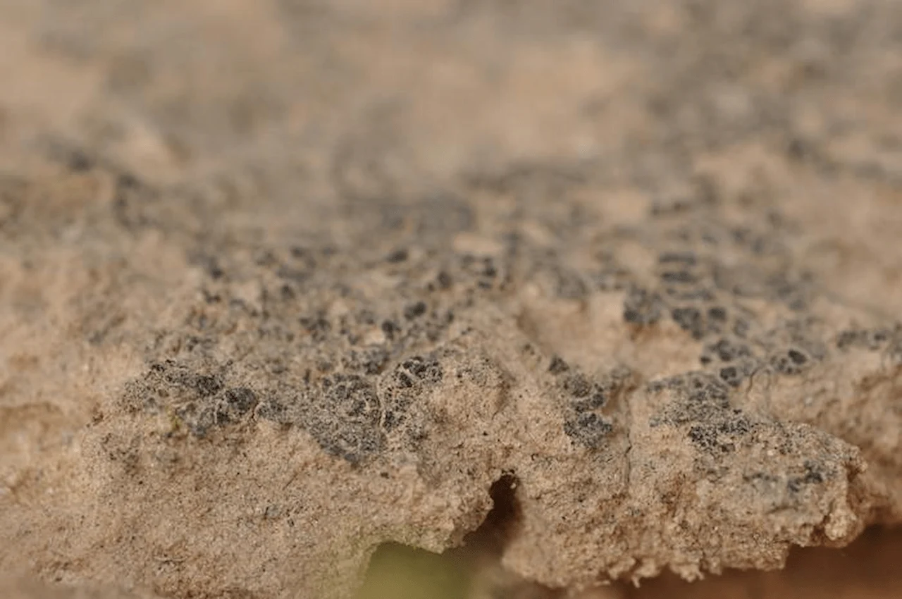 Costras biológicas del suelo en el desierto del Néguev (Israel), hábitat del alga verde 'Chlorella ohadii' / Imagen: Haim Treves (EurekAlert)