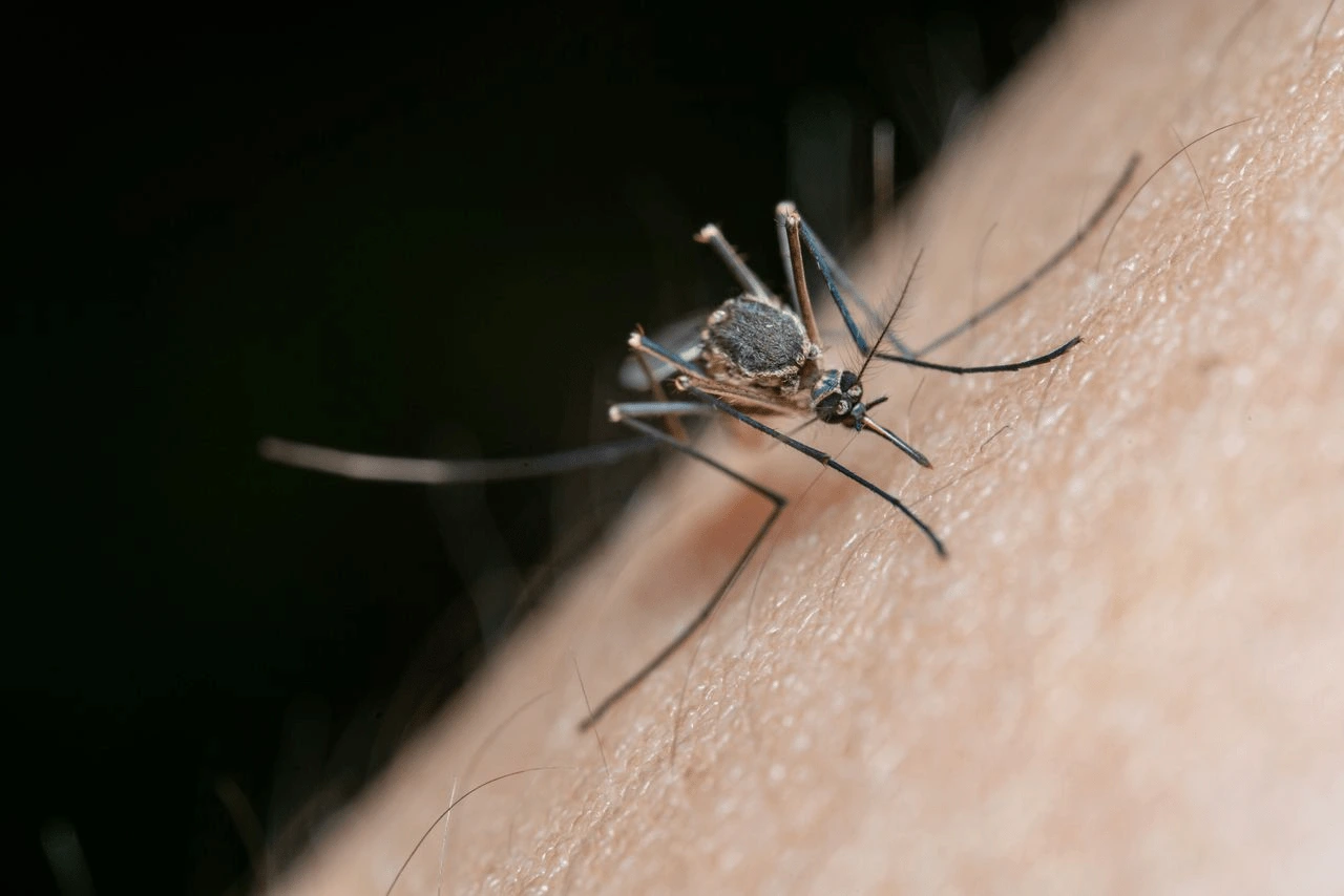 Mosquito alimentándose sobre piel humana la malaria cede ante el control de mosquitos y el dengue avanza con la urbanización / Foto: PX