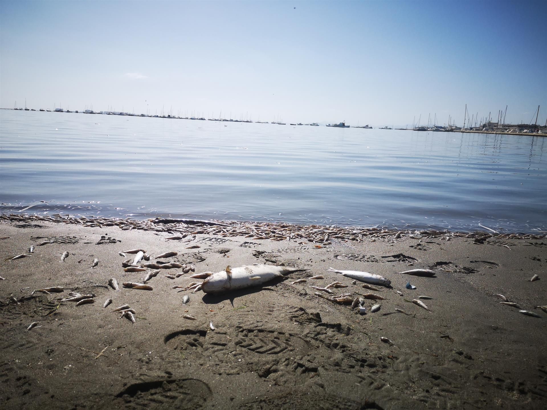 Peces muertos por asfixia a orillas de la laguna costera murciana / Foto: Ecologistas en Acción