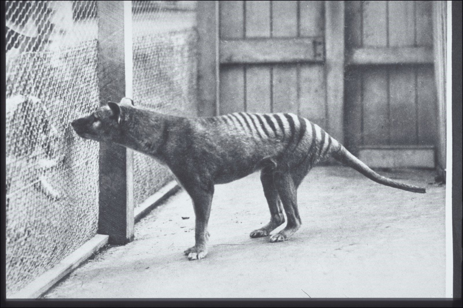Ejemplar fotografiado a principios del pasado siglo en un zoológico / Foto: Harry Burrell