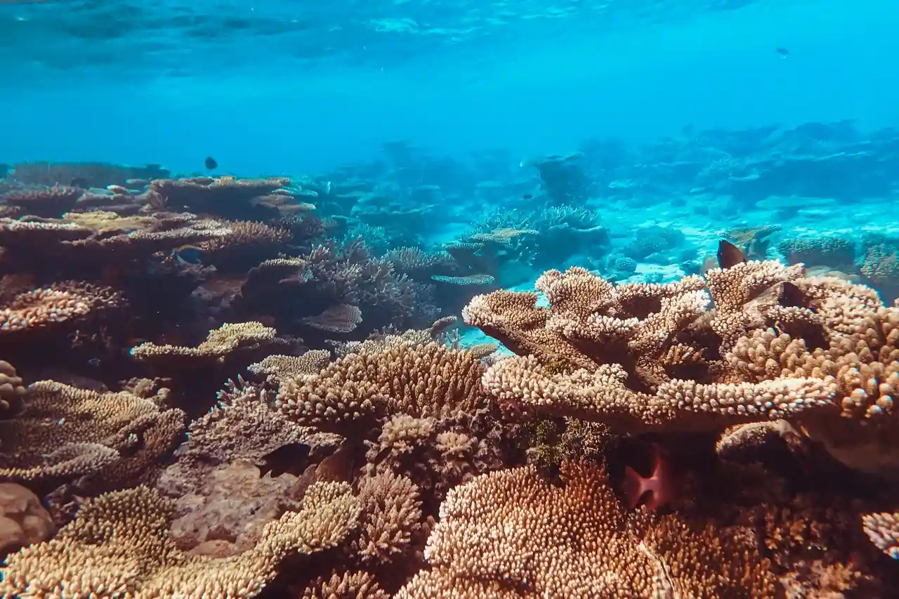 Arrecife de coral. Junto a chimpancés, osos pardos y albatros, es uno de los casos de ecosistemas que prosperan contra todo pronóstico / Foto: PX