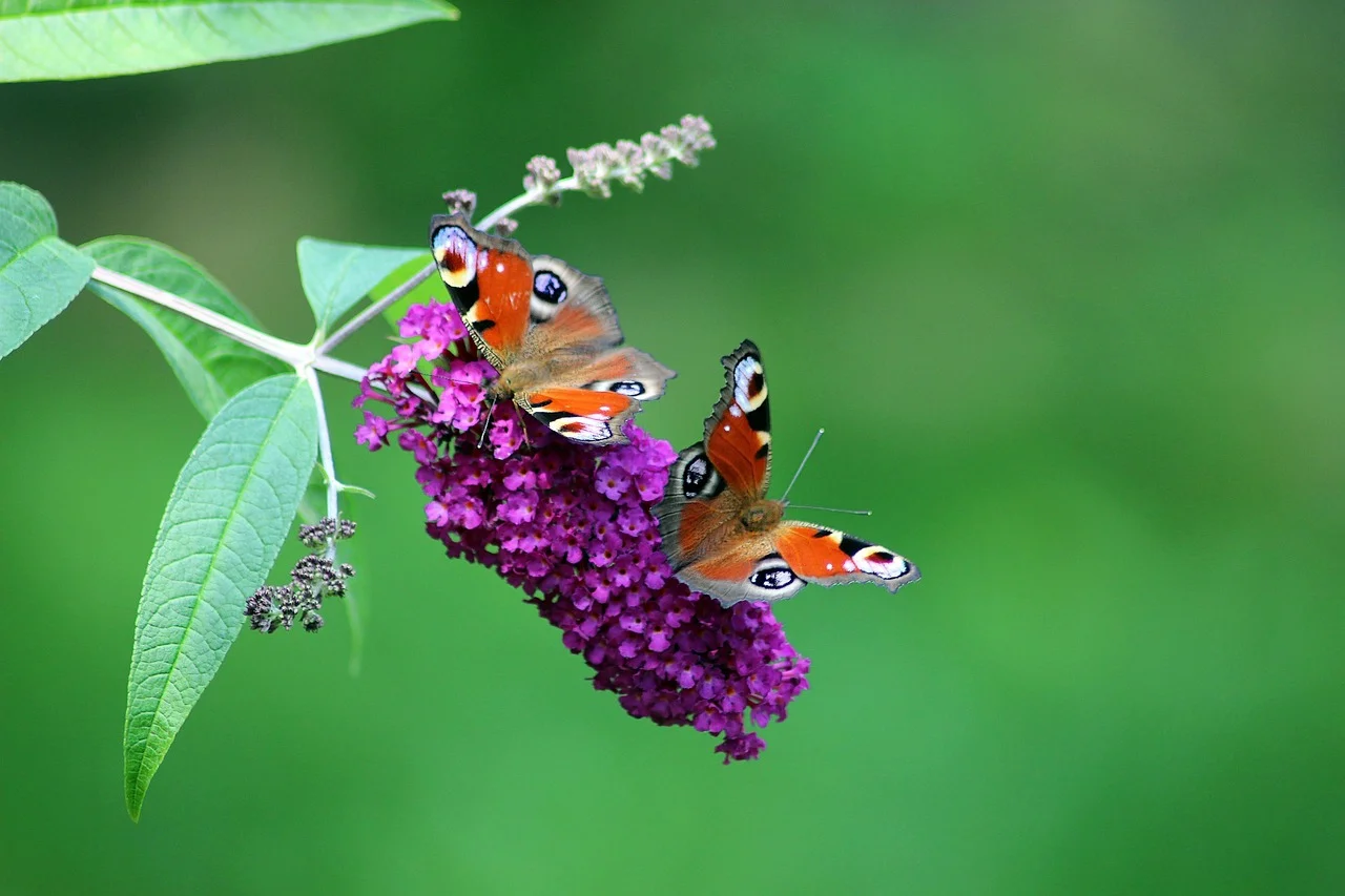 Al volar, las mariposas generan ilusiones ópticas / Foto: PB