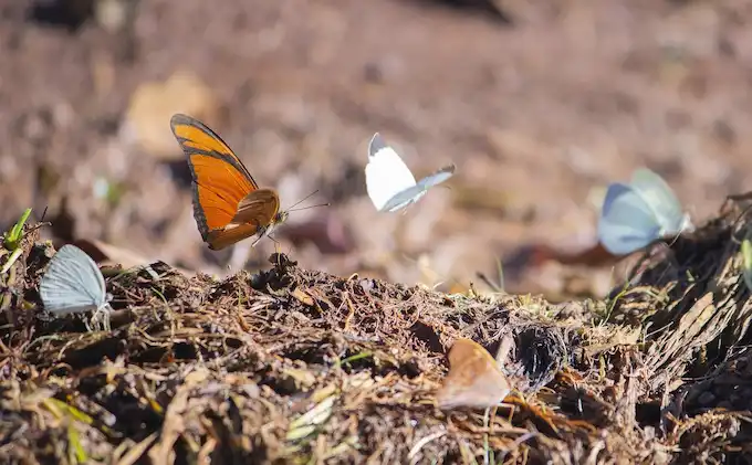 14540626 butterfly 5035243 1280 (1)
