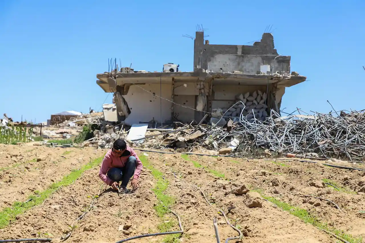 Campesino gazatí entre las hileras de cultivos, al fondo un edificio bombardeado y escombros / Foto: FAO Campesino gazatí entre las hileras de cultivos, al fondo un edificio bombardeado y escombros / Foto: FAO