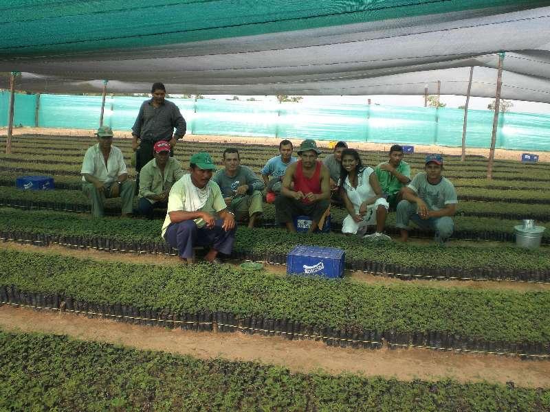 Vivero de árboles tropicales para reforestar en Vichada (Colombia) / Foto: Wikipedia