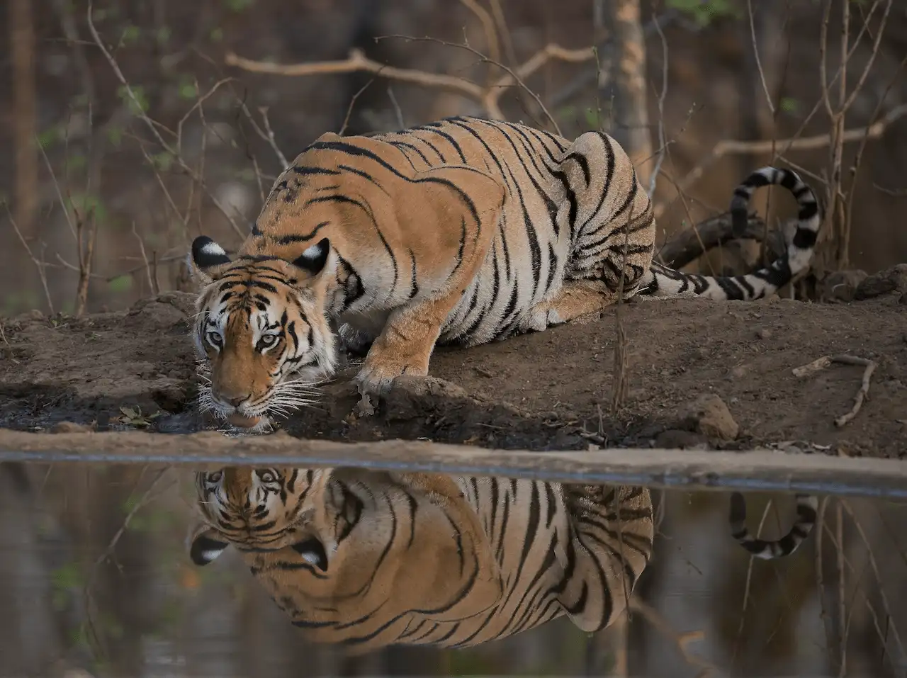 Un tigre bebe en el Parque Nacional de Pench (India). La fauna silvestre cae un 73%, pero el tigre es una de las especies que se recuperan / Foto: UP