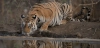 Un tigre bebe en el Parque Nacional de Pench (India). La fauna silvestre cae un 73%, pero el tigre es una de las especies que se recuperan / Foto: UP Un tigre bebe en el Parque Nacional de Pench (India). La fauna silvestre cae un 73%, pero el tigre es una de las especies que se recuperan / Foto: UP