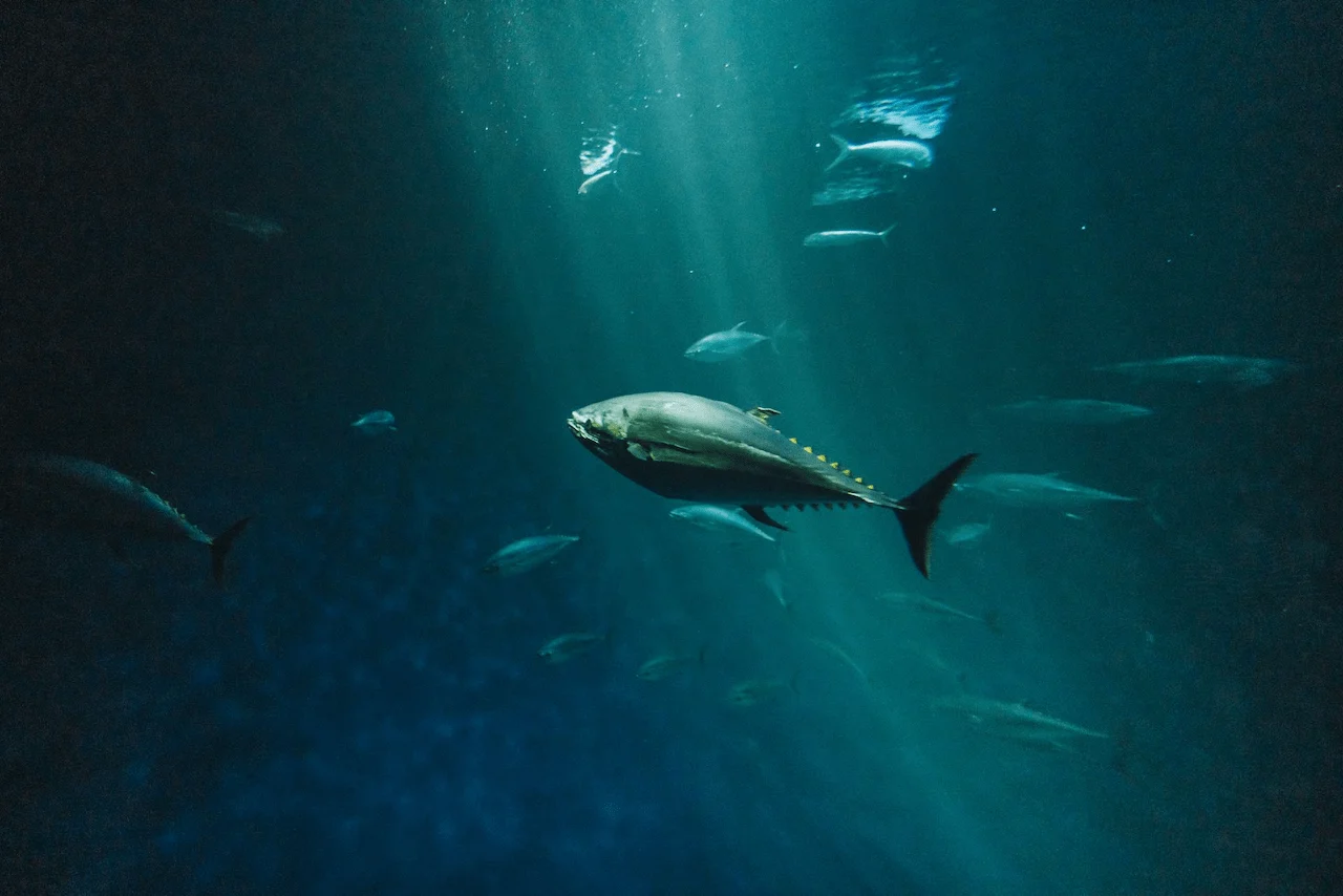Un atún nada entre otros peces. El cambio climático puede reactivar el mercurio acumulado y elevarlo en peces y mariscos / Foto: UP Un atún nada entre otros peces. El cambio climático puede reactivar el mercurio acumulado y elevarlo en peces y mariscos / Foto: UP