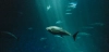 Un atún nada entre otros peces. El cambio climático puede reactivar el mercurio acumulado y elevarlo en peces y mariscos / Foto: UP Un atún nada entre otros peces. El cambio climático puede reactivar el mercurio acumulado y elevarlo en peces y mariscos / Foto: UP