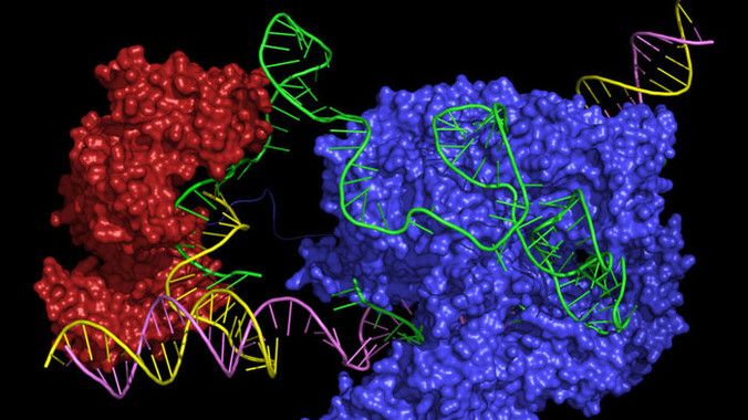 El 'prime editor' une dos enzimas, Cas9 (azul) y transcriptasa inversa (roja), a un ARN guía (verde) / Foto: Peyton Randolph