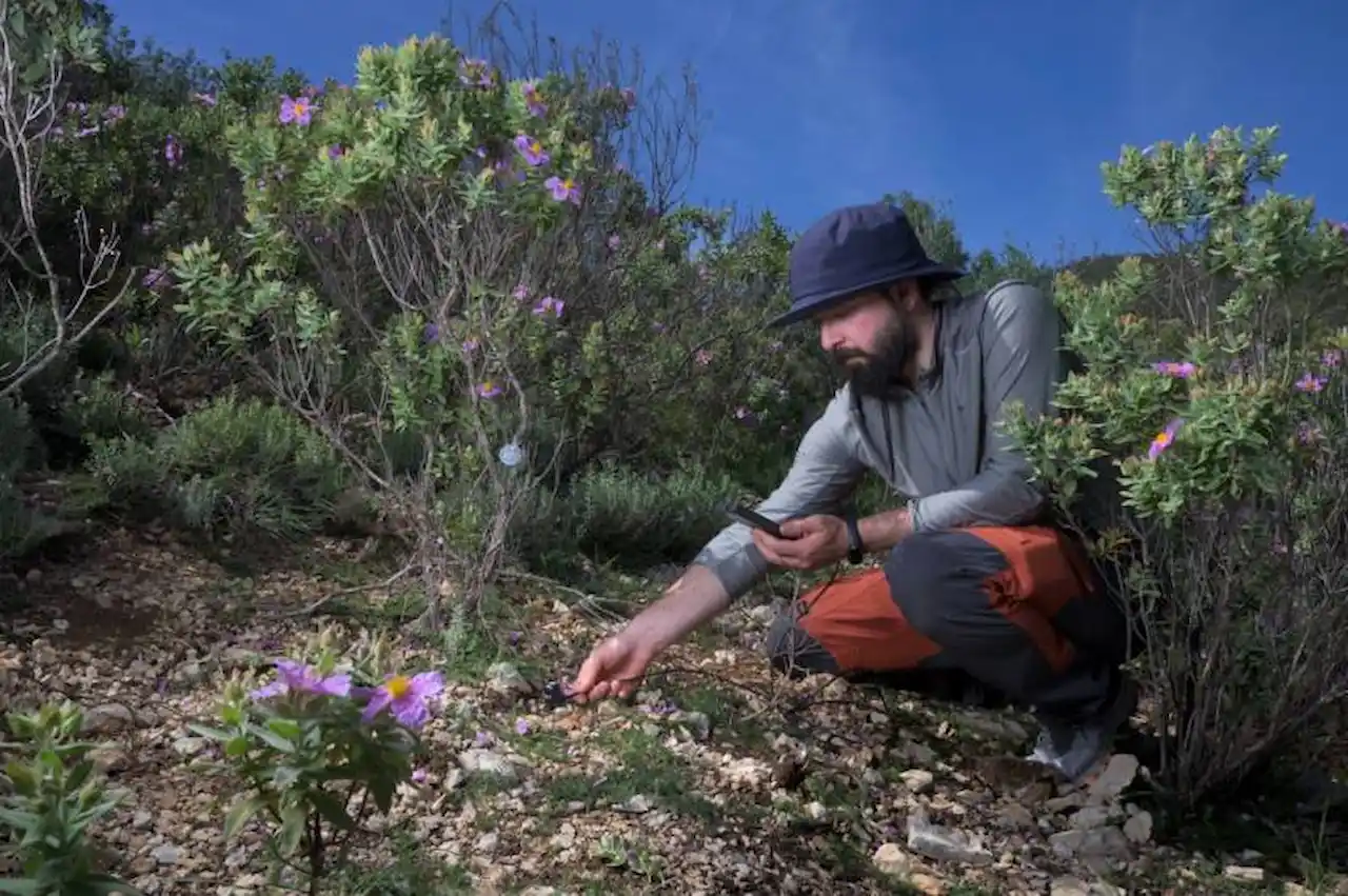 La vegetación mediterránea se adapta al cambio climático / Foto: Alejandro Muñoz